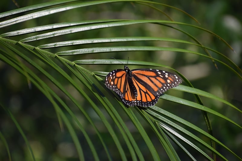 Mythical Monarchs
